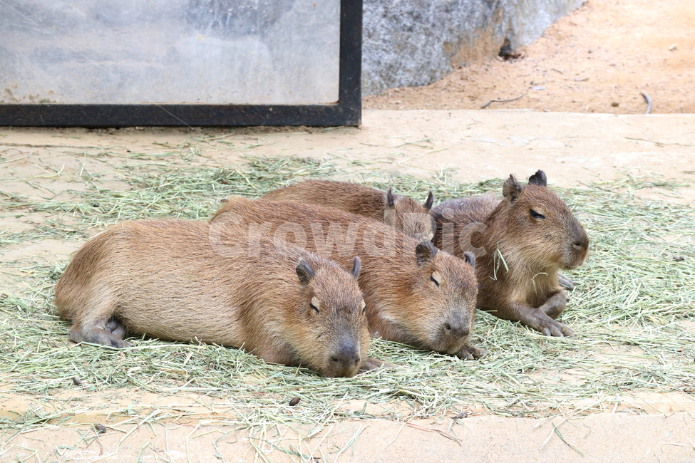 카피바라,무리,낮잠,동물원,동물,여러마리,포유류,야생동물,잠,휴식,귀여운,동물,animal,포유류,mammal