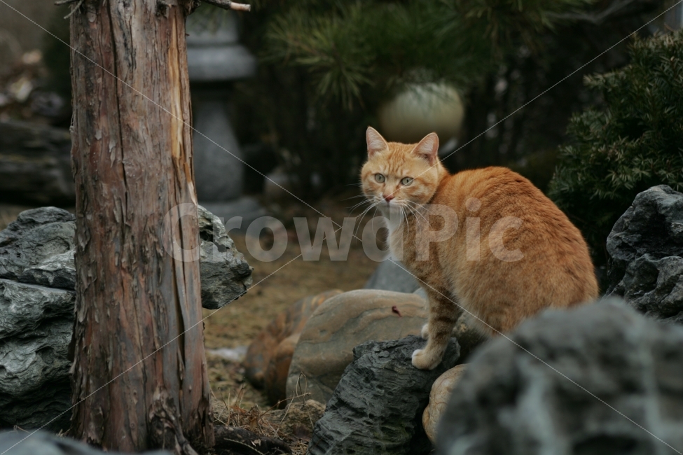 고양이,길고양이,야생고양이,동물,길냥이,야옹이,야옹,animal,포유류,cat,동물,animal,포유류,mammal,고양이,cat,kitten,kitty