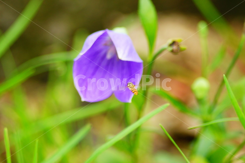 식물,plant,blossom,꽃,flower,도라지,식물,자연,plants,nature,꽃,flower