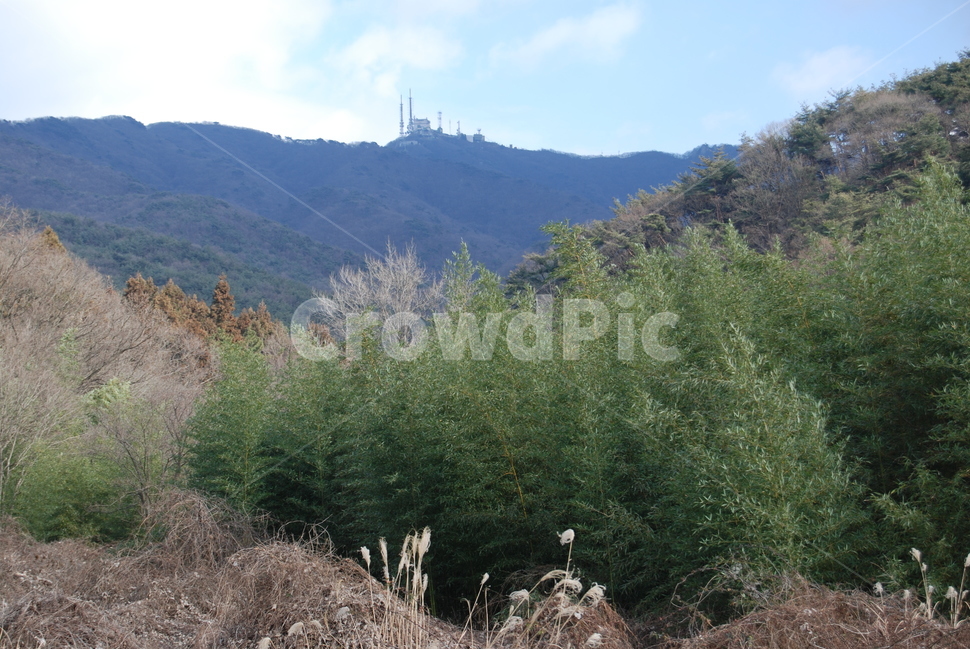 모악산,100대명산,완주군,김제,등산로,능선,치유,자연,풍경,nature,landscape,한국자연풍경,한국자연경관,korea nature landscape,plant,식물,tree,나무,conifer,구과 식물,fir,전나무,abies,아비