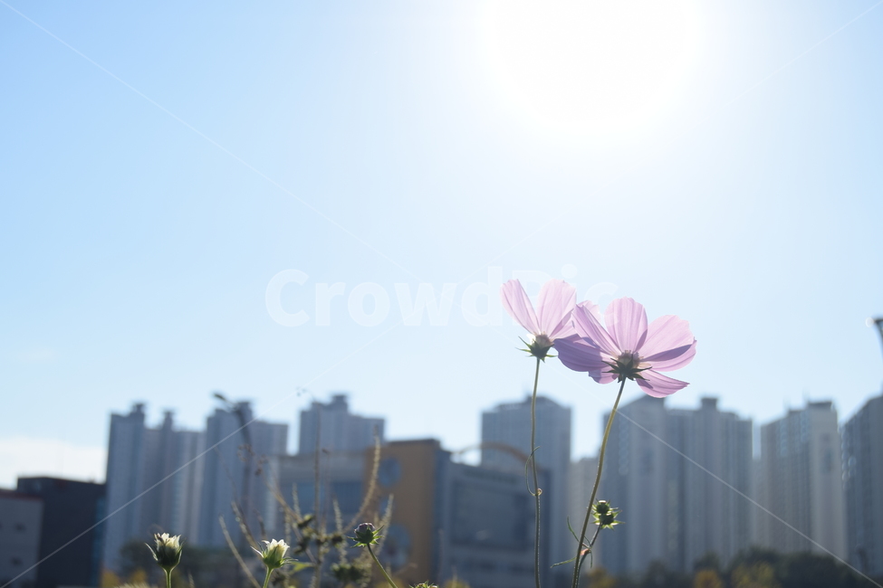 코스모스,꽃,과노출,과다노출,햇빛,해,태양,풍경,flower,cosmos,landscape,아파트,apartment,grass,풀,자연,인공물,가을,계절,fall,autumn,season,도시,풍경,city,landscape,한국도시풍경,한국도시경관,korea cityscape,식물,자연,plants,nature,꽃,flower,plant,blossom,geranium,제라늄