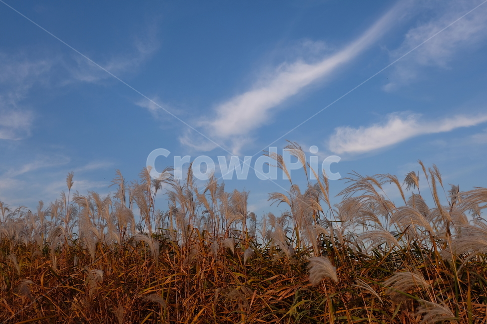 갈대,풍경,하늘,자연,억새,구름,가을,fall