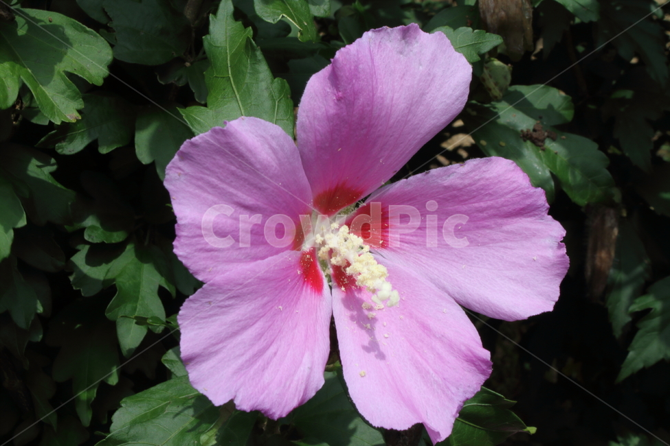 무궁화,꽃,나라꽃,roseofsharon,식물,식물,자연,plants,nature,꽃,flower