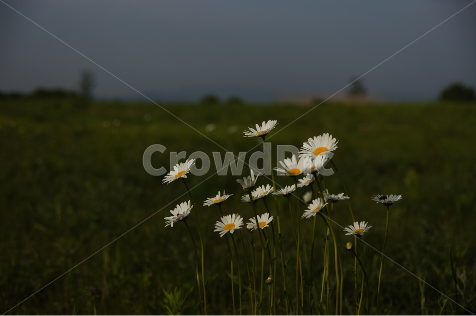 샤스타데이지,꽃,야생화,들꽃,식물,식물,자연,plants,nature,꽃,flower