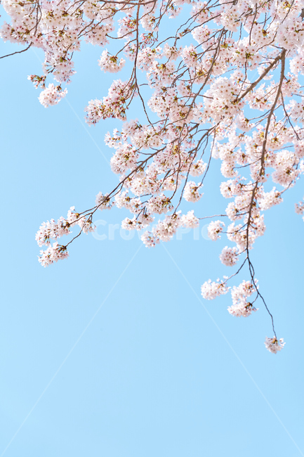 blossom,flower,꽃,핑크,블라썸,벚꽃,봄,spring