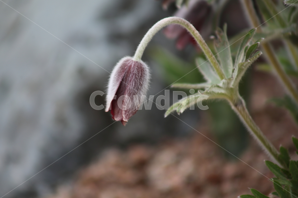 할미꽃,노고초,봄,꽃,koreanpasqueflower