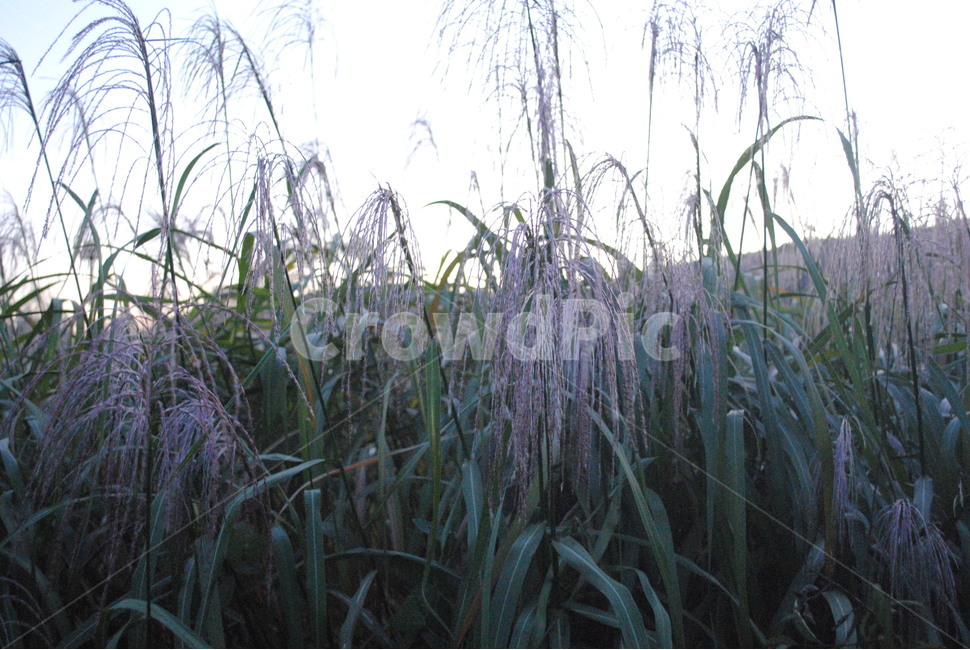 plant,식물,잔디,nature,자연