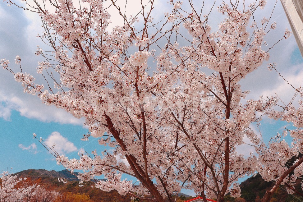 봄,꽃,식물,벚꽃,flower,하늘