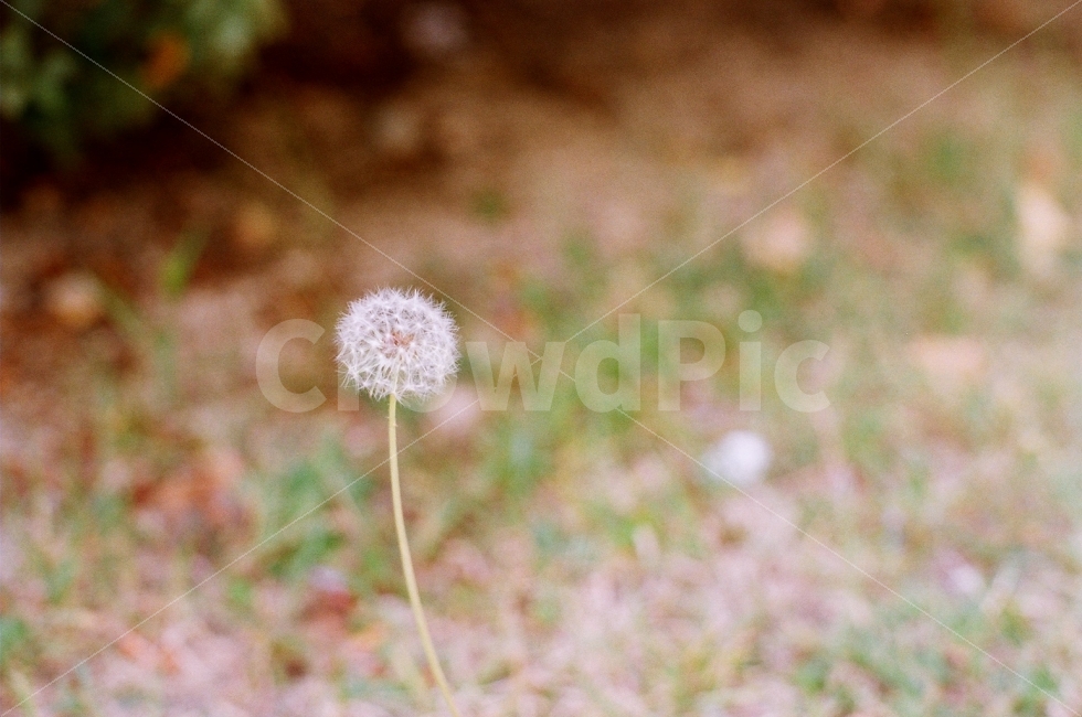 필름사진,민들레꽃씨,풍경사진,꽃씨,민들레,식물,자연,plants,nature,꽃,flower,감성,sensible,feeling
