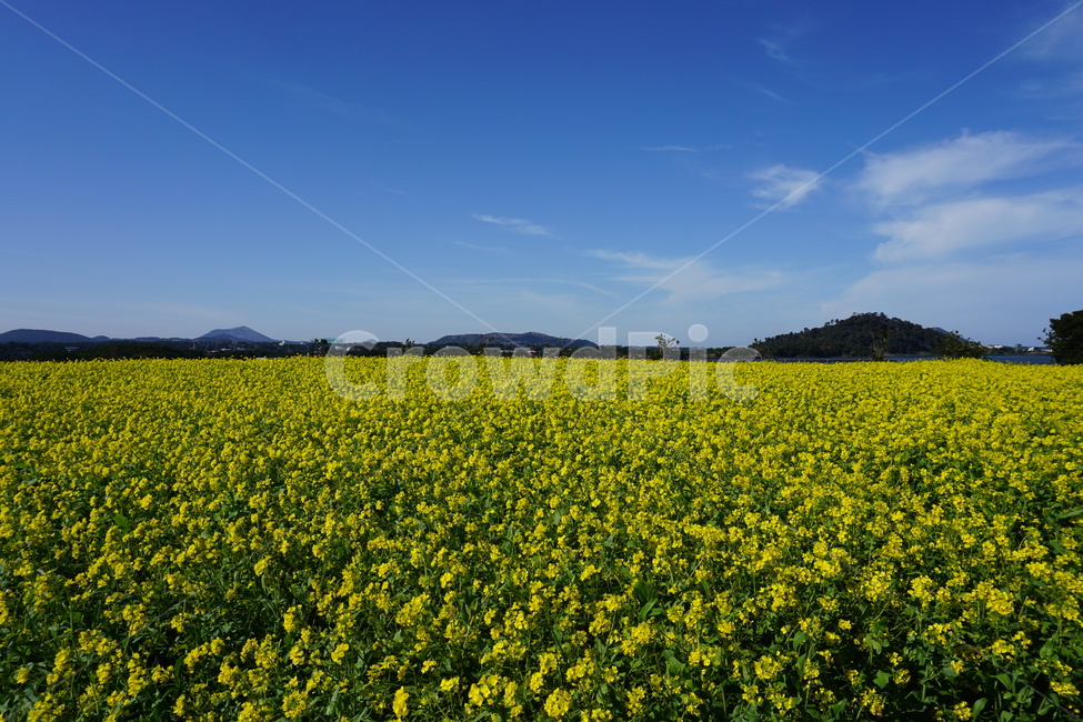 field,들,자연,nature,옥외,outdoors,rural,농촌,farm,제주,제주도,제주유채꽃,유채꽃,유채꽃밭,꽃밭,노랑,yellow,flowers,yellowflowers,countryside,자연,풍경,nature,landscape,식물,plants,꽃,flower