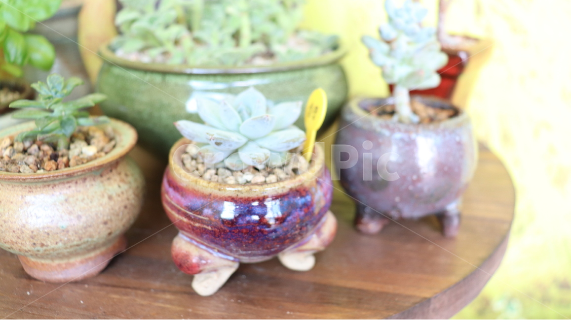 인테리어,취미,다육,다육이,식물,실내용화초,화분,화초,house plant