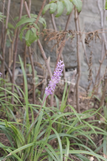 plant,식물,flower,꽃,blossom,라벤더,맥문동,blumen,식물,자연,plants,nature,꽃,flower