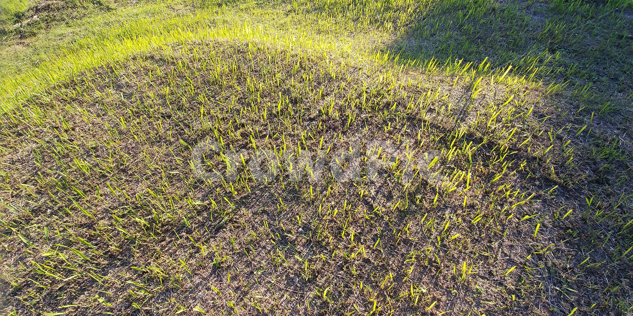 띠,띠풀,삘기풀,벼과,여러해살이풀,야생초,식물,자연,식물,자연,plants,nature