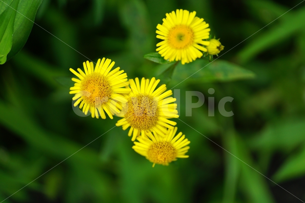 금불초,꽃,플라워,식물,자연,꽃봉오리,flower,nature,접사,식물,자연,plants,nature,꽃,flower