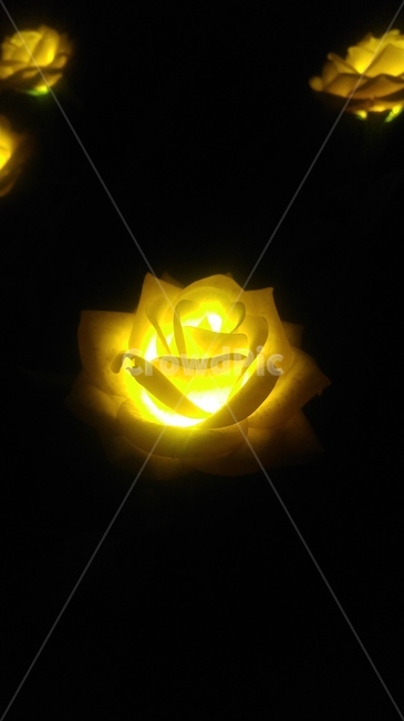 꽃,장미,불,노란장미,빛나는