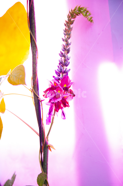 야생,칡꽃,식물,plant,약제,꽃,flower
