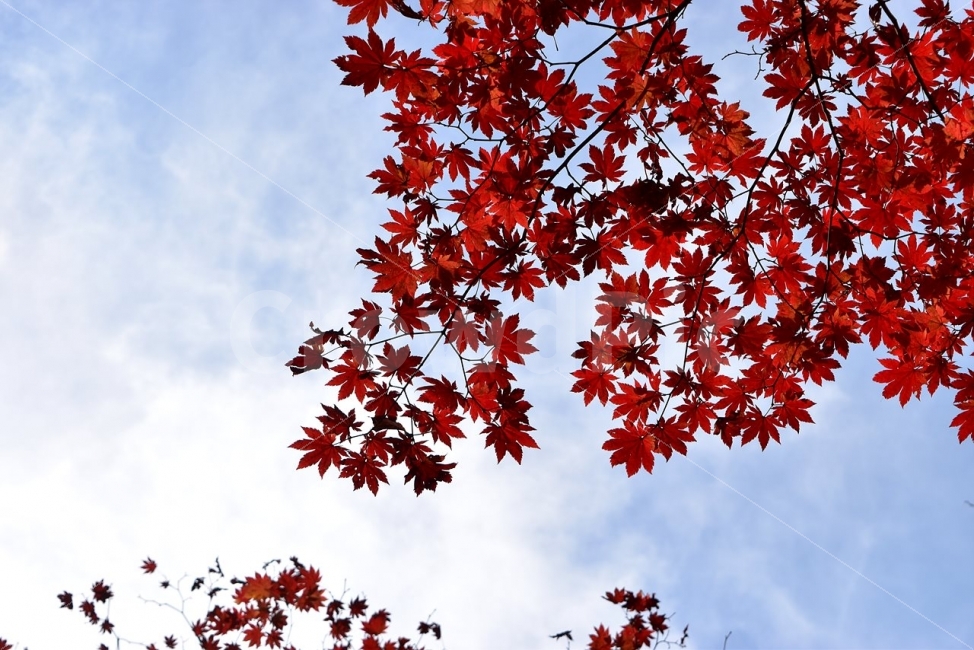설악산,가을,단풍,풍경,백담사,구곡담계곡,수렴동계곡,계곡풍경,오색단풍,자연,스포츠,등산,산행,nature,느낌,아름다운,다큐,필,계절,디자인,힐링,명산,국립공원,순백,트레킹,단풍잎,오색,칼라풀,뷰티플,단풍터널,단풍숲,산객,등산객,그림같은,감성,절경,가을색,가을,계절,fall,autumn,season,식물,자연,plants,nature,plant,leaf,잎,tree,나무,maple