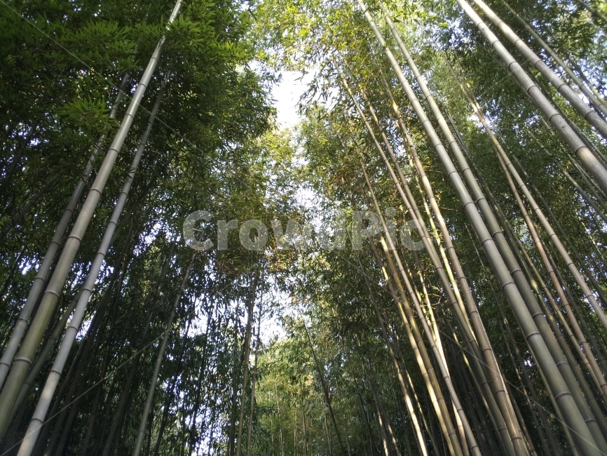대나무,나무,숲,자연,푸른,Bamboo,Tree,Forest,자연,풍경,nature,landscape,식물,plants,나무,trees,wood,plant,bamboo
