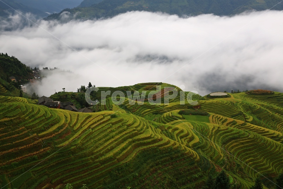 nature,자연,outdoors,옥외,countryside,field,들,hill,언덕,중국,계림,용척,용척다랭이논,다랭이논,다락논,농업,농경지,경작,농사,중국비경,경치,경관,풍경,운해,용척제전아침