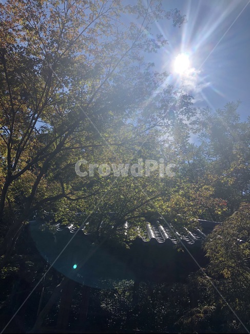 햇빛,빛,나무,기와집,자연,sun,sunshine