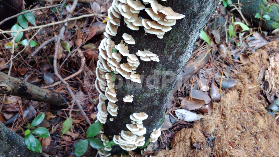 버섯,야생버섯,독버섯,afieldmushroom,setas
