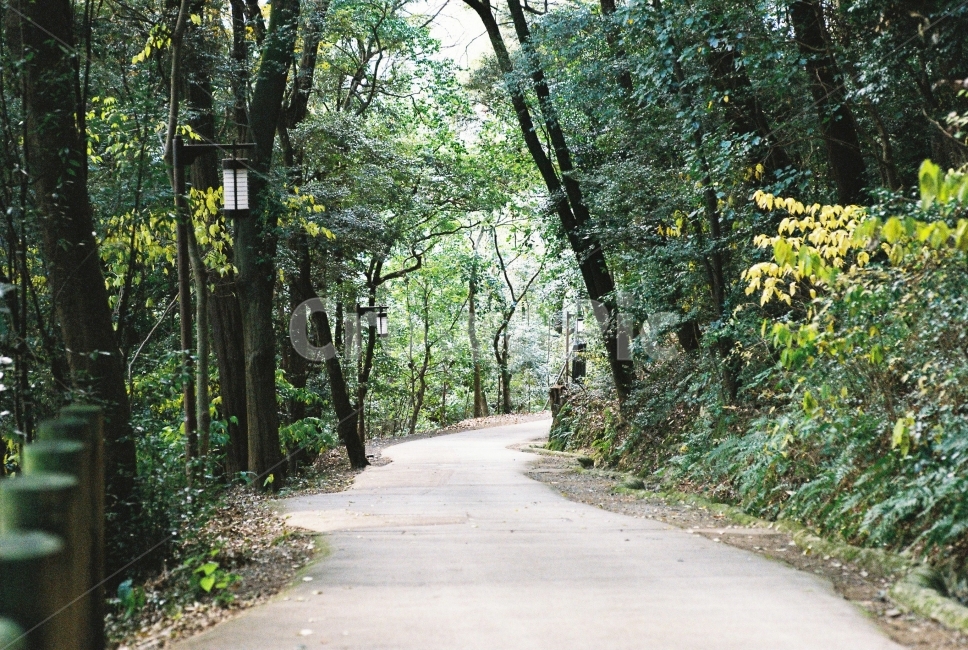 길,나무,산,자연,일본,시코쿠,일본여행,필름,필름사진,자연,풍경,nature,landscape,road,도로