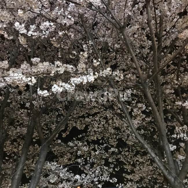 벚꽃,봄,자연,날씨,꽃밭