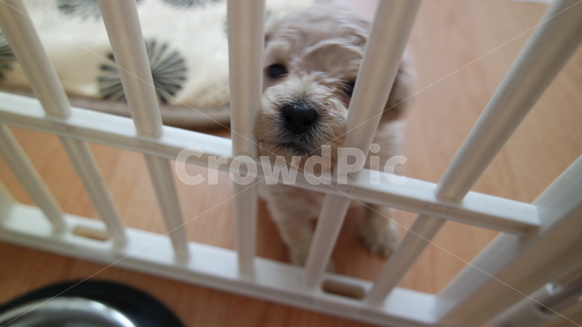 강아지,울타리,까만코,puppy,멍뭉이,동물,animal,포유류,mammal,개,강아지,dog,doggy