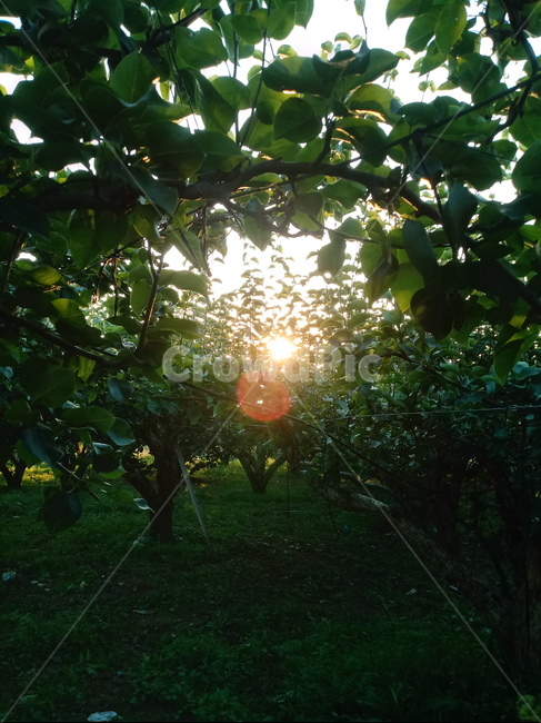 석양,일몰,자연,sunset,nature,sunlight,redsky,태양,빛,자연,풍경,nature,landscape,flare,플레어,light,햇빛