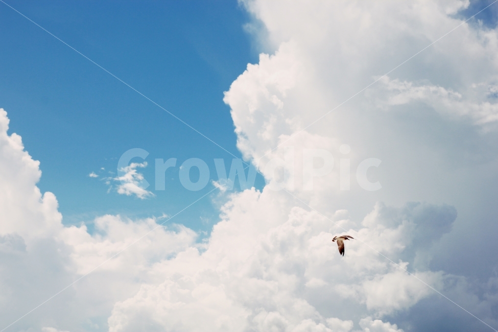 풍경,자연,하늘,구름,sky,새,비상,자유,감성,감성사진,자연,풍경,nature,landscape,동물,animal,조류,새,birds,bird,outdoors,옥외