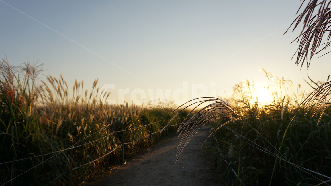 노을,갈대밭,가을,갈대,억새,억새밭,바람,fall,autumn,reed,sunset,가을,계절,fall,autumn,season,자연,풍경,nature,landscape,grass,잔디,plant,식물,lawn