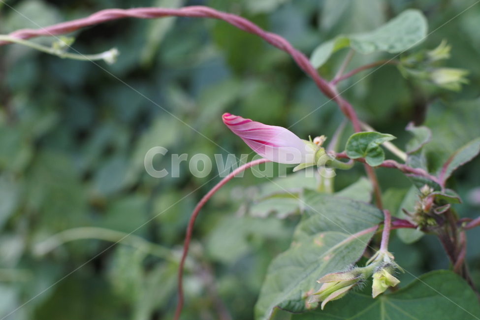 나팔꽃,메꽃,꽃봉오리,봉우리,plant,식물,flower,blossom,꽃,식물,자연,plants,nature,꽃,flower