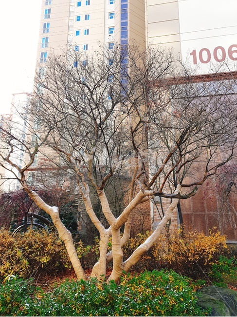 나무,tree,조경,나무배경,아파트화단