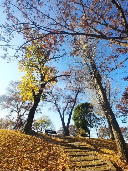 계단,가을,낙엽,의자,나무,tree,plant,가을하늘,은행,가을,계절,fall,autumn,season,식물,자연,plants,nature,나무,trees,wood,tree trunk,나무 줄기