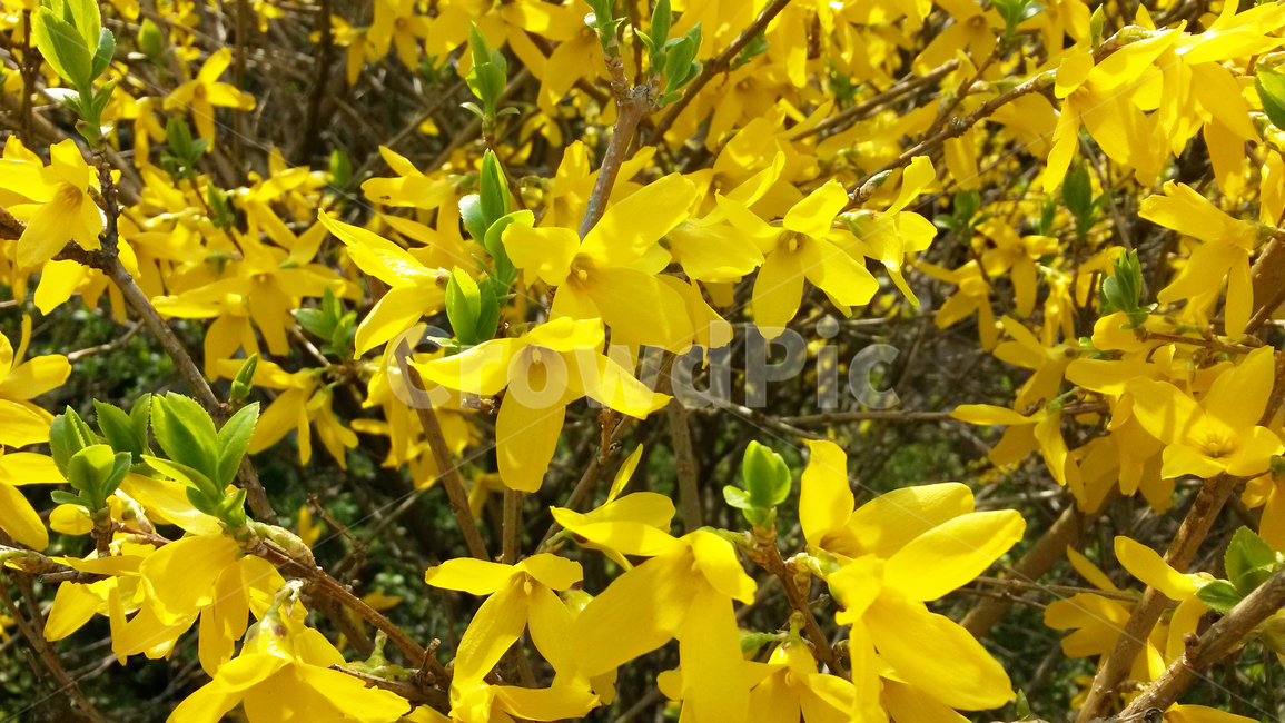 개나리,노란색,봄,노랑,꽃,식물,자연,plants,nature,꽃,flower