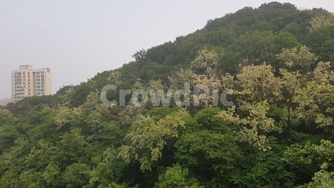 아파트,숲속의아파트,도시와숲,숲,자연과도시