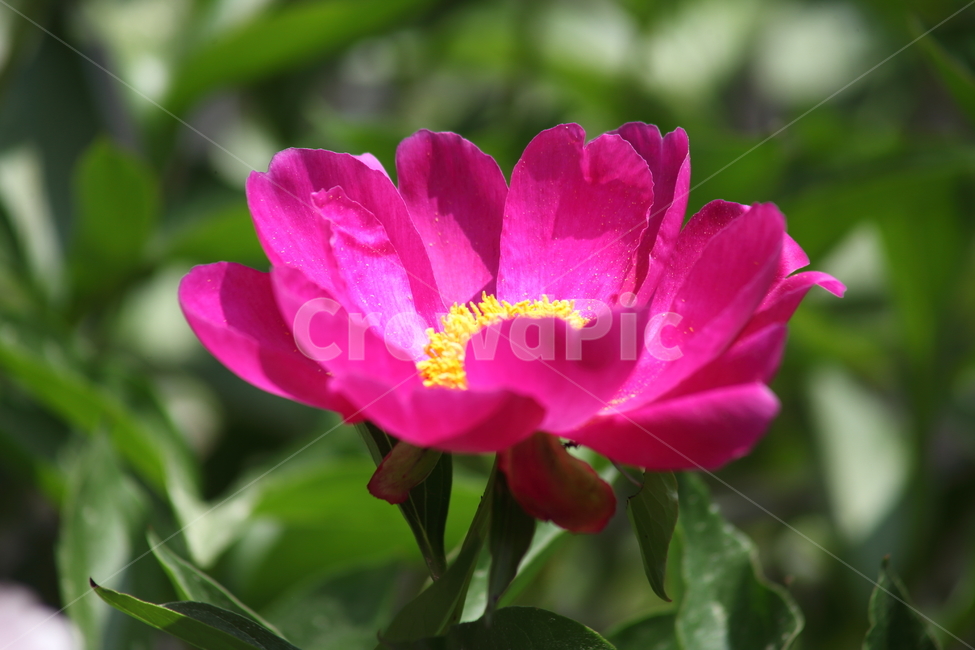 작약,꽃,봄,약용식물,peonyroot