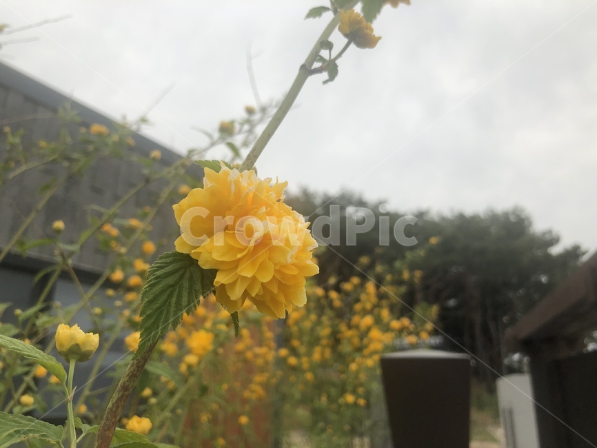 봄,산책,꽃,산길,황매화