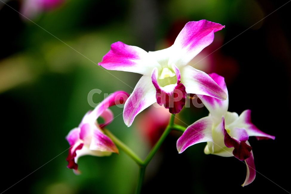 꽃,식물,자연,풍경,남초,식물,자연,plants,nature,꽃,flower