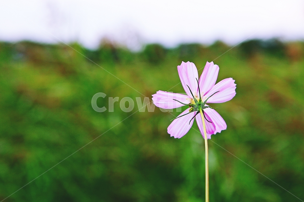 코스모스,꽃,꽃잎,들꽃,식물,가을꽃,가을,공원,자연,식물,자연,plants,nature,꽃,flower