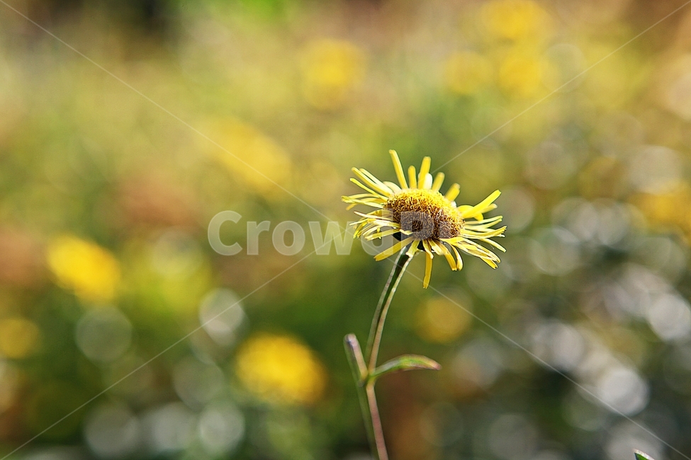 금불초,꽃,꽃잎,식물,가을,공원,자연,야외,식물,자연,plants,nature,꽃,flower