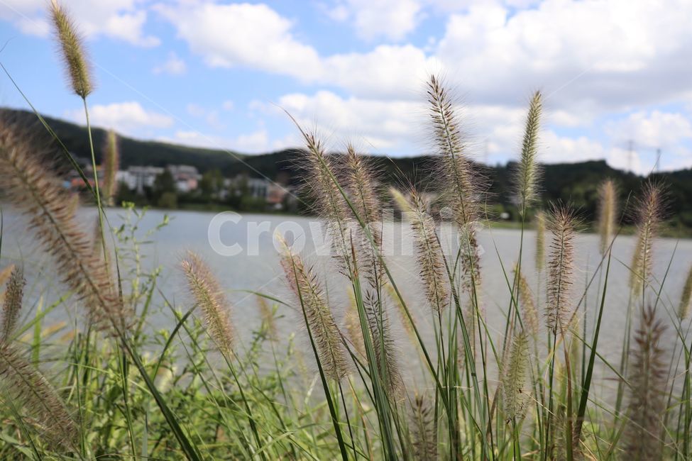 숲,호수,강아지풀,강아지풀풍경,호수풍경,식물,자연,plants,nature
