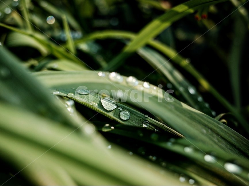 풀잎,이슬,아침,자연,녹색,식물,자연,plants,nature