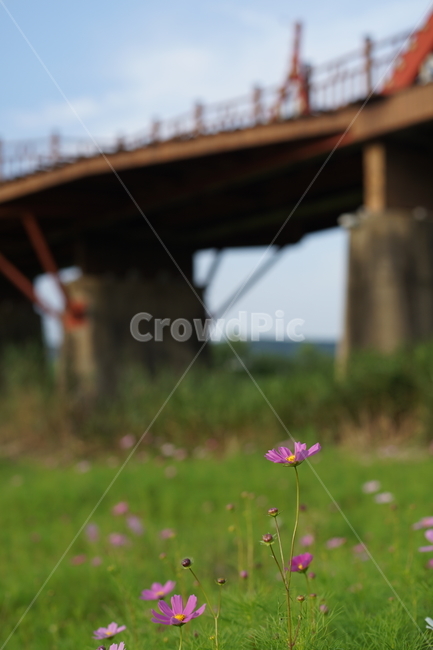 포항,흥해,곡강,곡강생태공원,코스모스,가을,계절,fall,autumn,season,식물,자연,plants,nature,꽃,flower