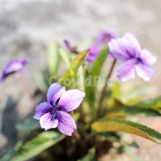 blossom,flower,꽃,plant,식물,제비꽃,풀꽃