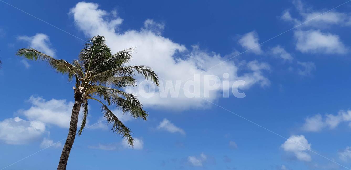 tree,나무,식물,야자수,여름,palmtree,summer