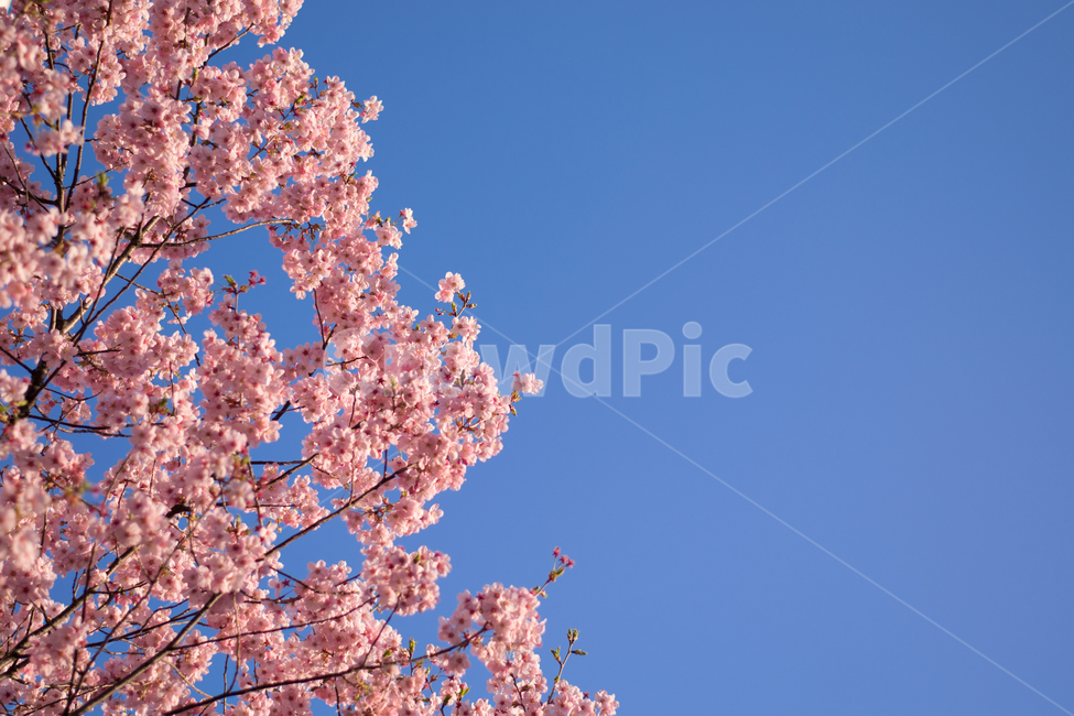 하늘,꽃,벚꽃,핑크,하늘색,맑은하늘,맑은,나무,flower,sky,cherry,cherryblossom,봄,계절,spring,season,식물,자연,plants,nature,꽃,flower,plant,blossom