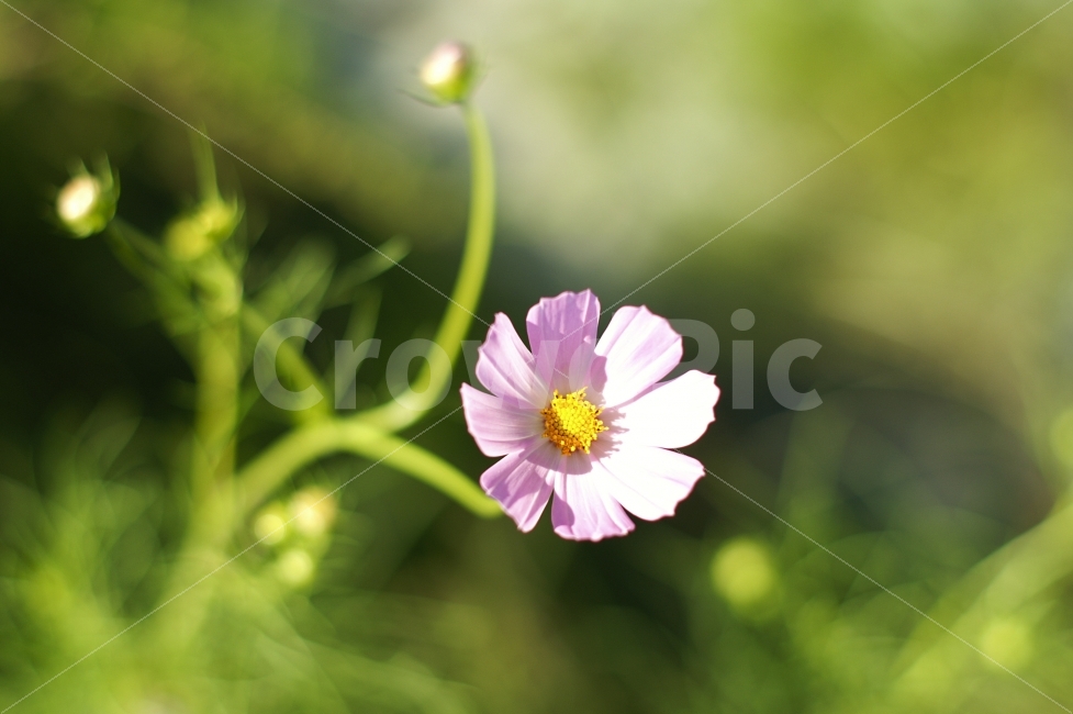 코스모스,식물,꽃,한송이,가을꽃,꽃잎,식물,자연,plants,nature,가을,계절,fall,autumn,season,꽃,flower,plant