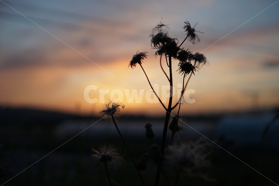 night view,plant,Magic hour,sunset,backlight,silhouette,magichour,nightview,flower
