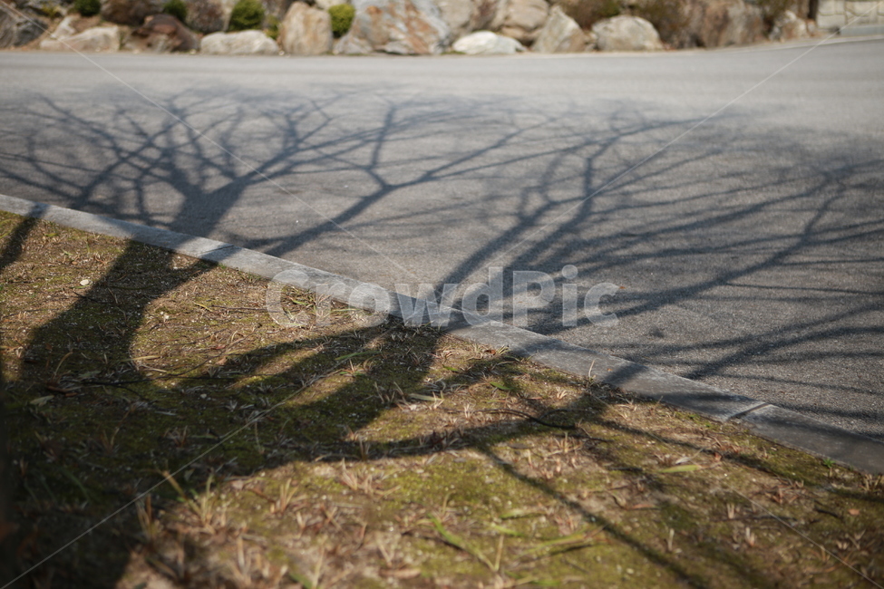 그림자,나무,흙,길,자연,풀,아스팔트,shadow,tree,감성,감성사진,nature,sentimental